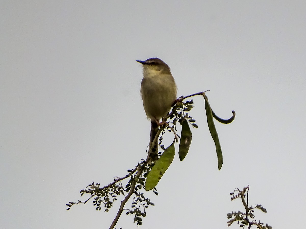 Gray-breasted Prinia - ML526129811