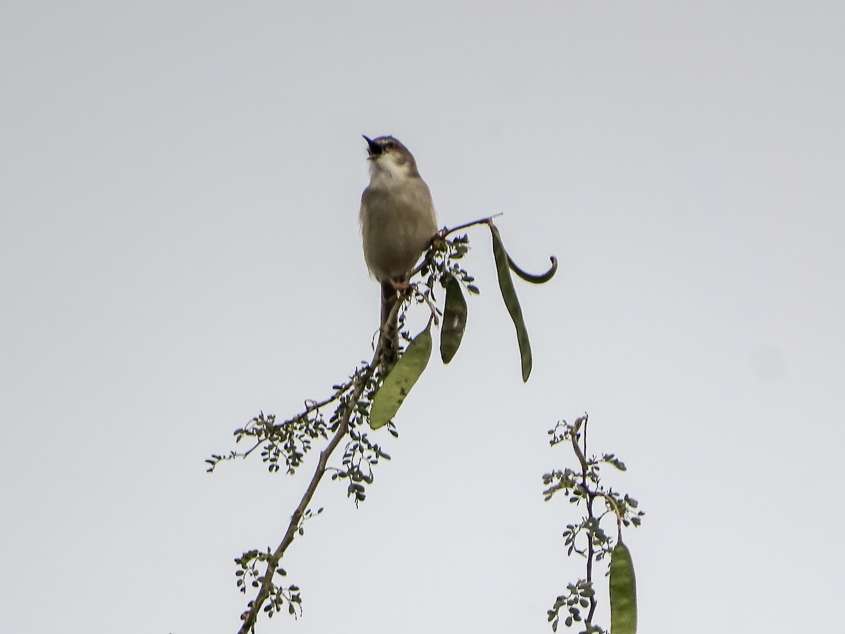 Gray-breasted Prinia - ML526129821