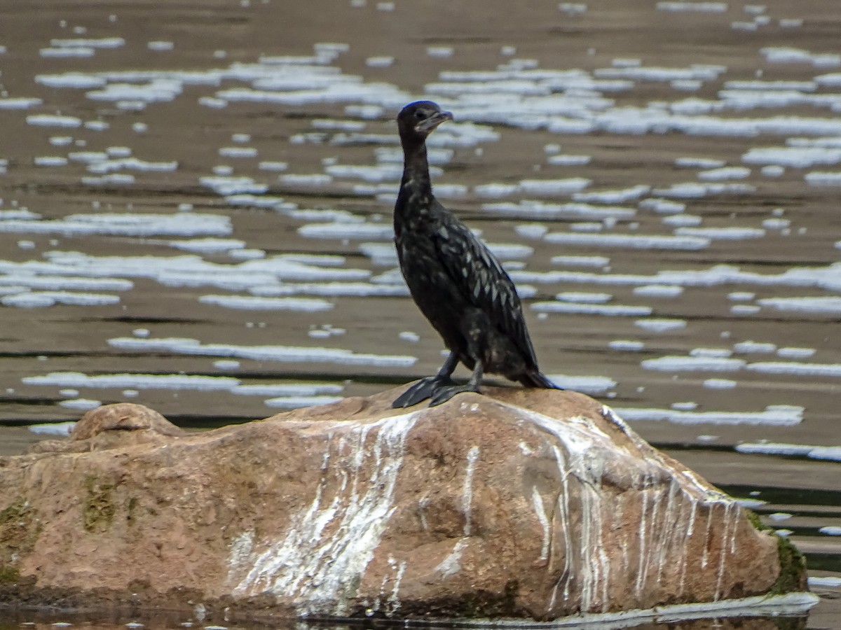 Little Cormorant - ML526130001