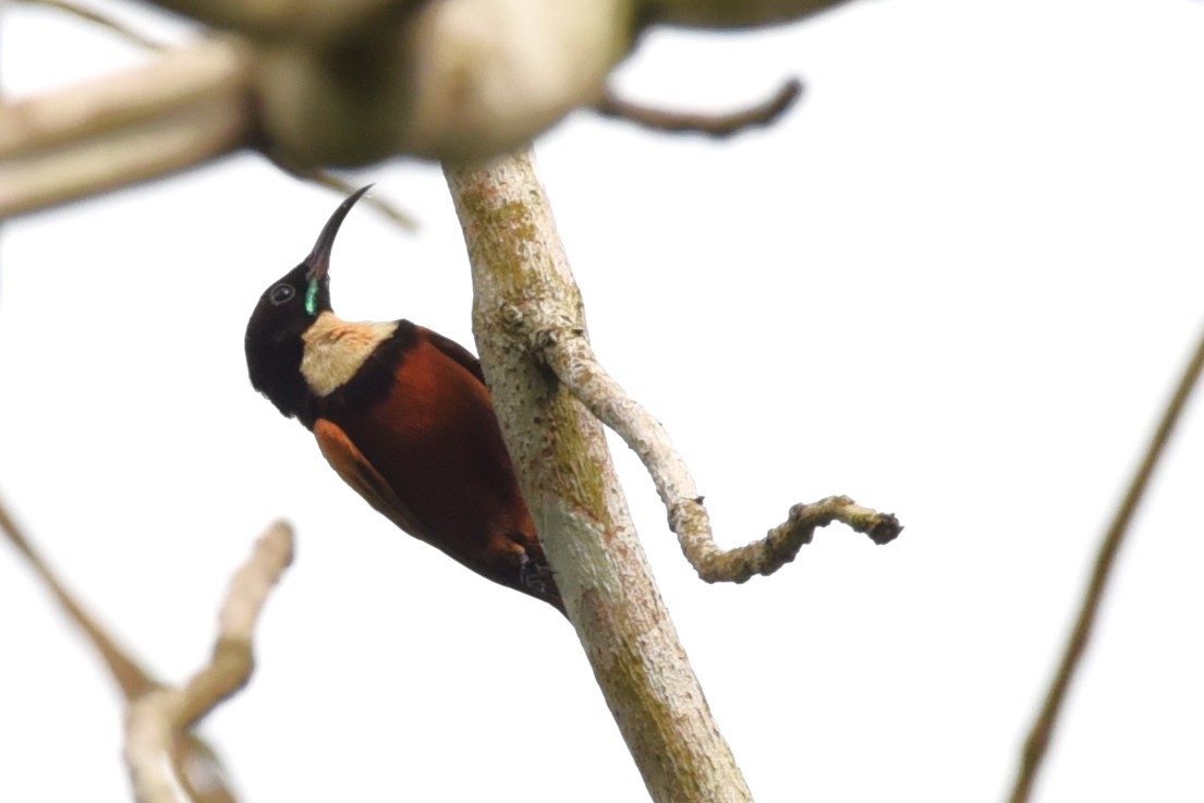 Buff-throated Sunbird - ML526132741