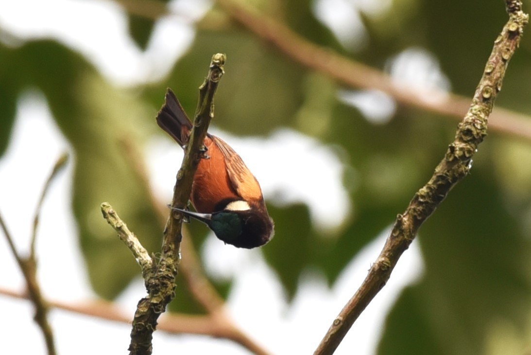 Buff-throated Sunbird - ML526132751