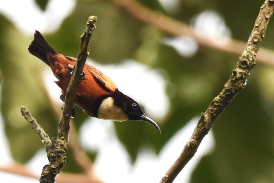 Buff-throated Sunbird - ML526132791