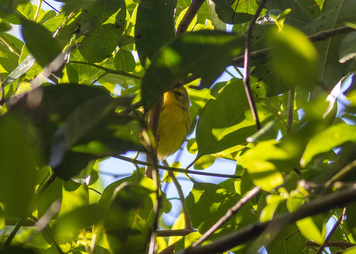 Prairie Warbler - ML526133671