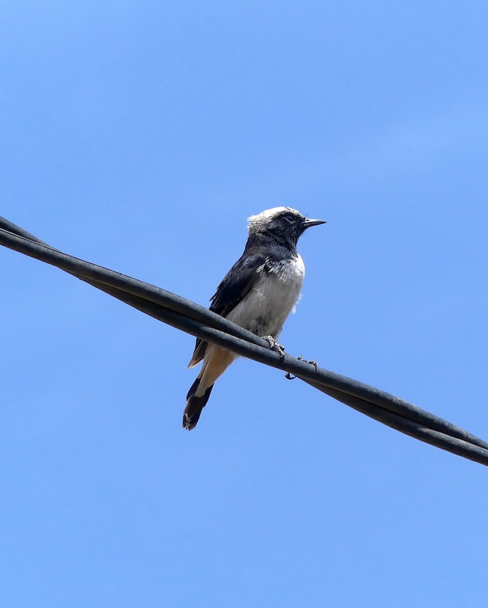 Abyssinian Wheatear - ML526134251