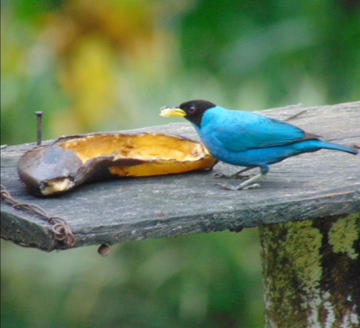 Green Honeycreeper - Camilo González