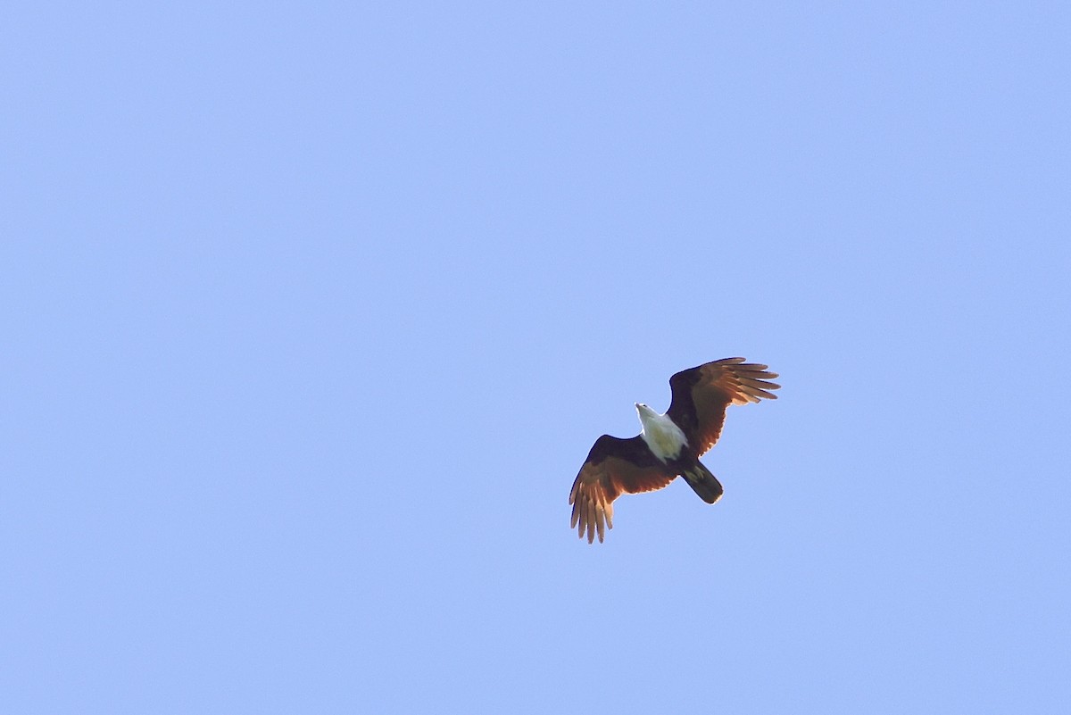 Brahminy Kite - Mike Sylvia