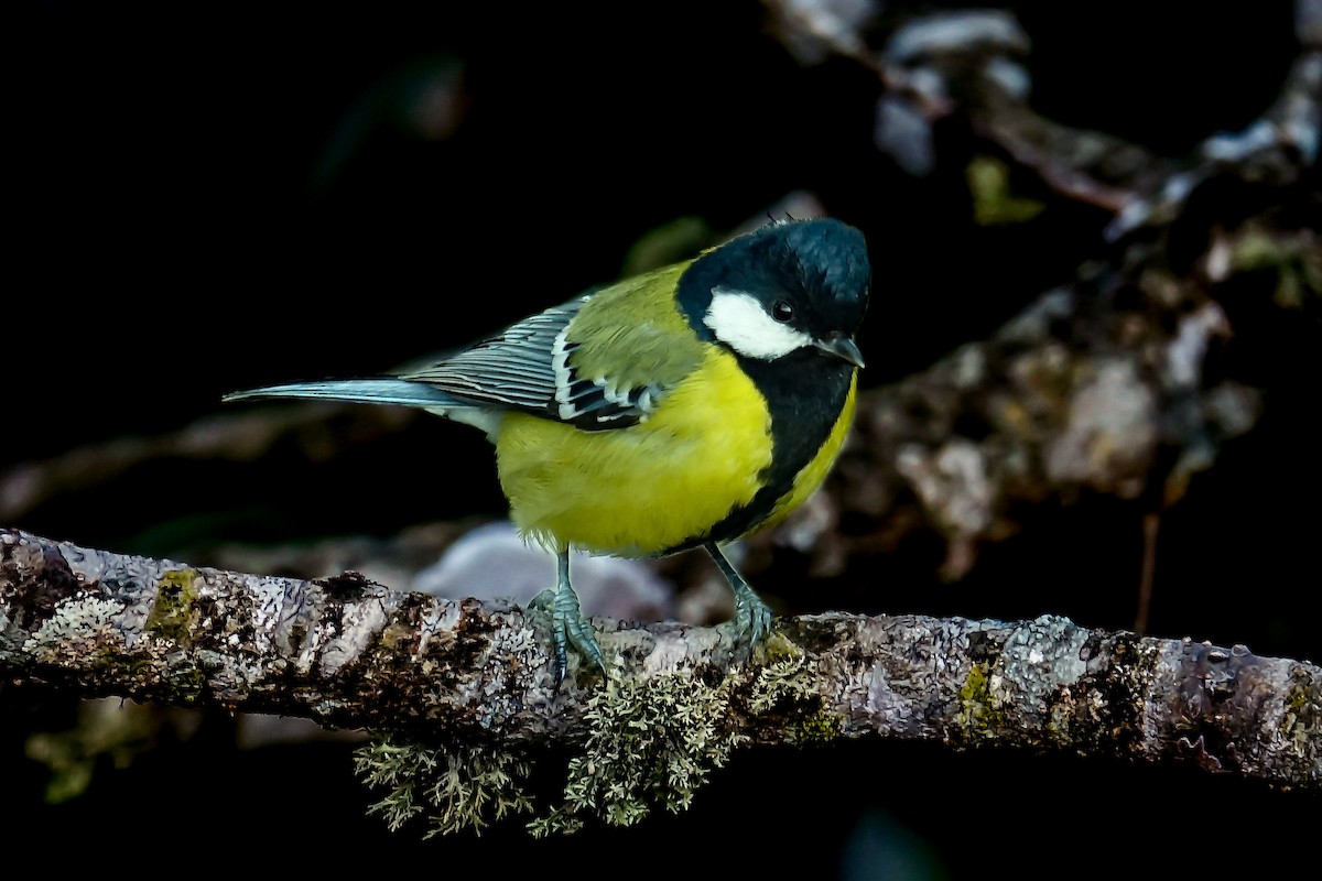 Green-backed Tit - ML526137161