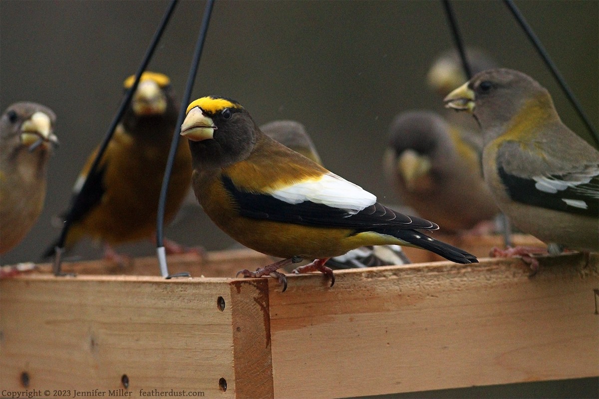 Evening Grosbeak - Anonymous