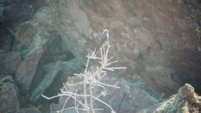 Townsend's Solitaire - ML526138511