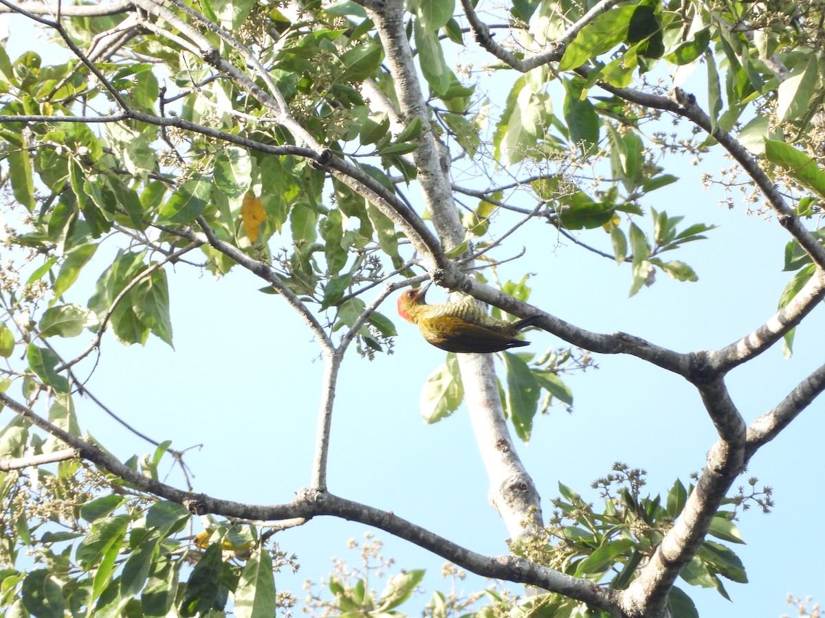 Rufous-winged Woodpecker - ML526138821