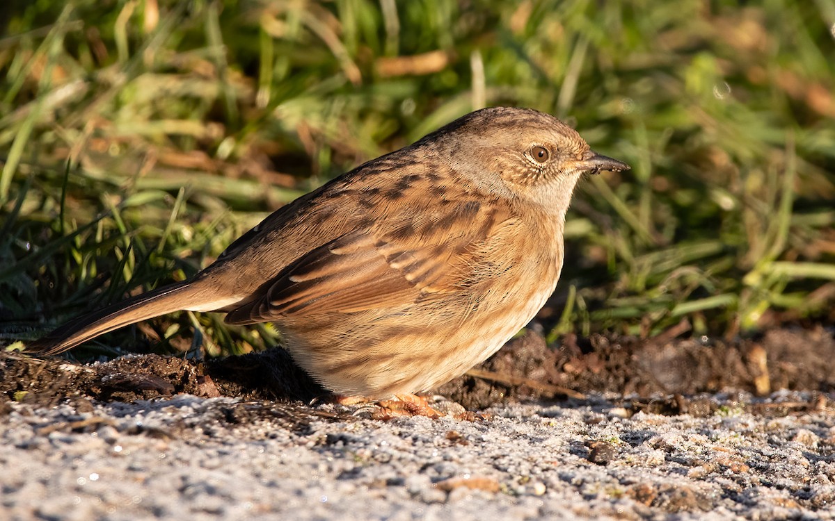 Dunnock - Keith CC Mitchell