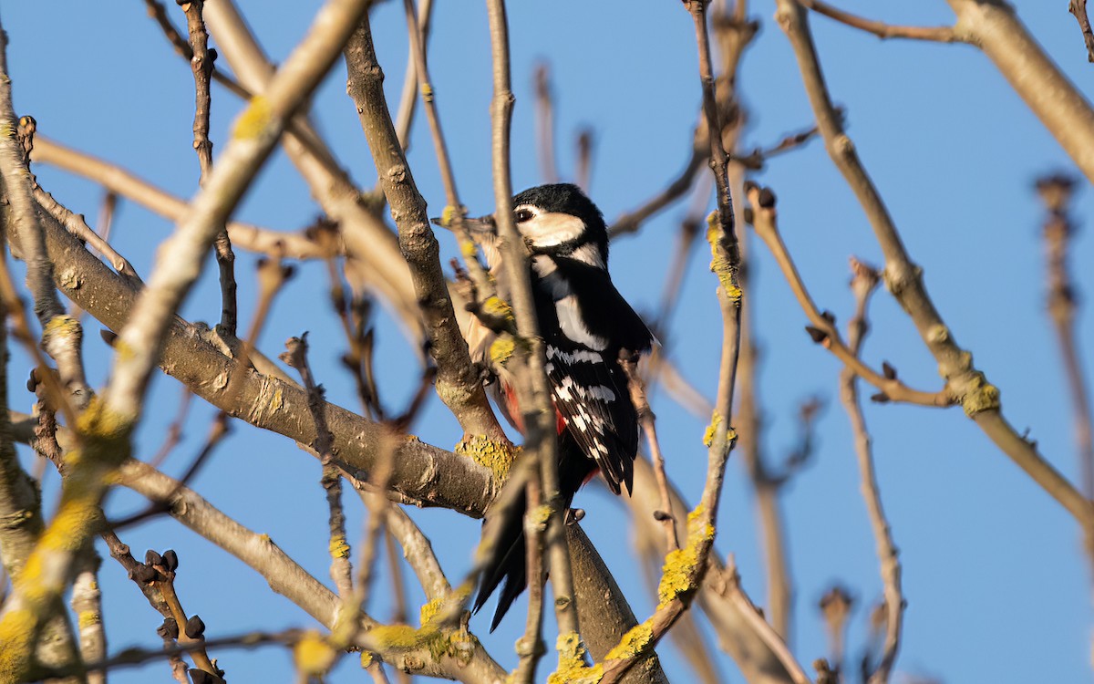 Great Spotted Woodpecker - Keith CC Mitchell