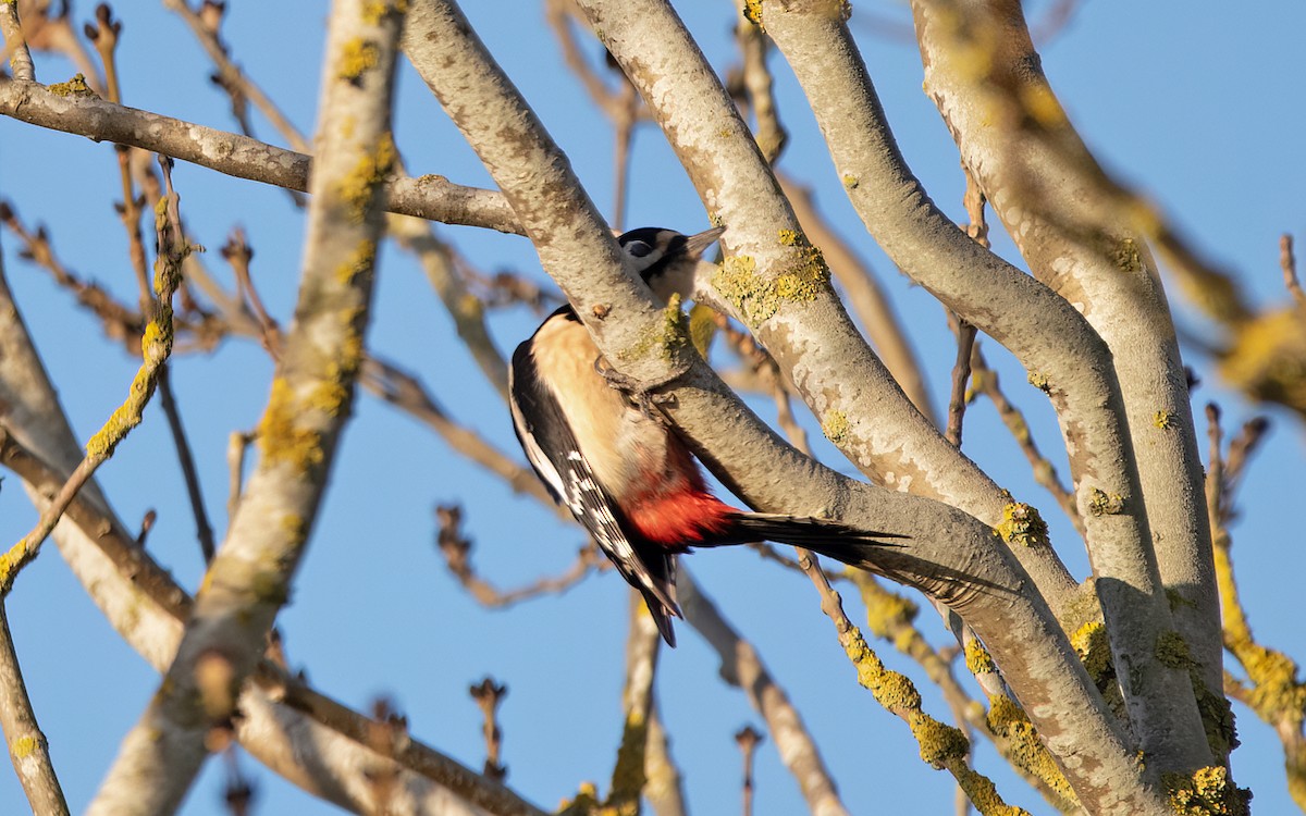 Great Spotted Woodpecker - Keith CC Mitchell