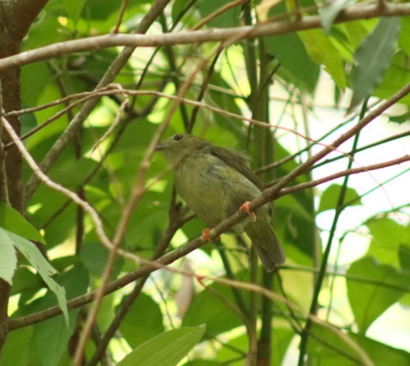 White-bearded Manakin - Janaina Souza