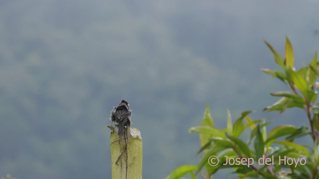 Paramo Seedeater - ML526139551