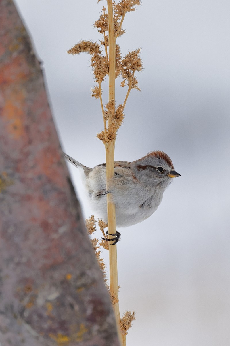 American Tree Sparrow - ML526143331