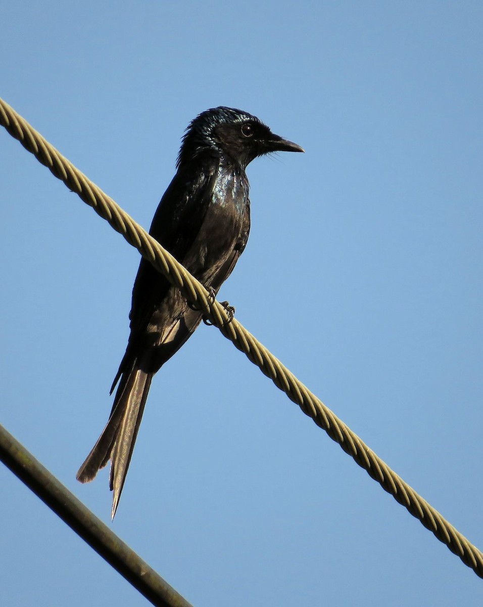 Bronzed Drongo - ML526144111