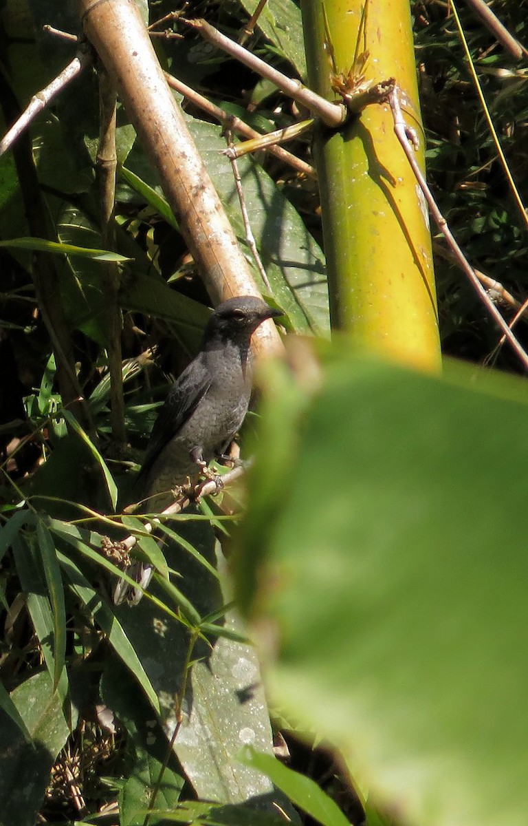 Black-winged Cuckooshrike - ML526144141