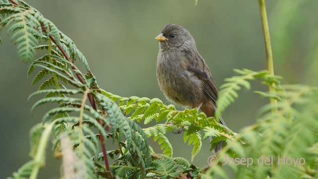 Paramo Seedeater - ML526144171