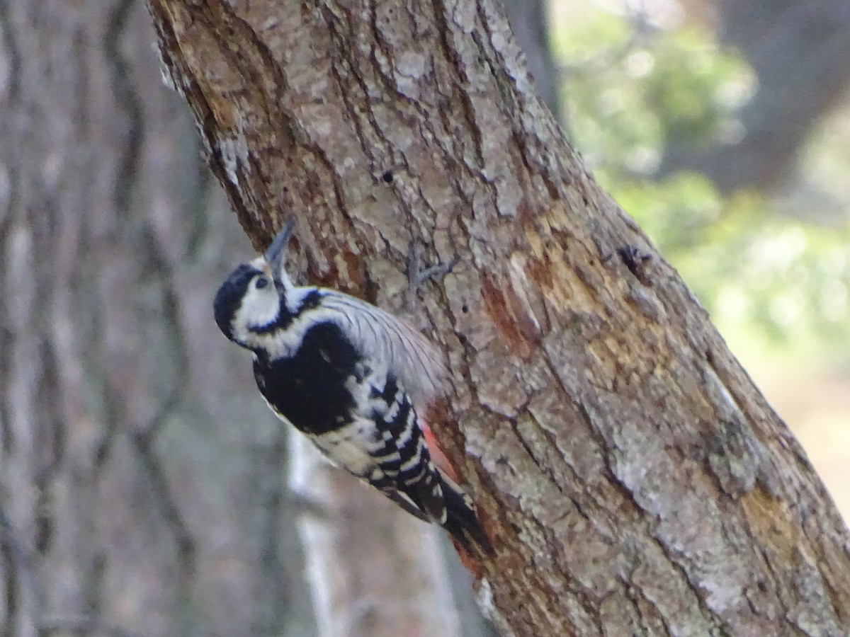 White-backed Woodpecker - Anssi Kullberg