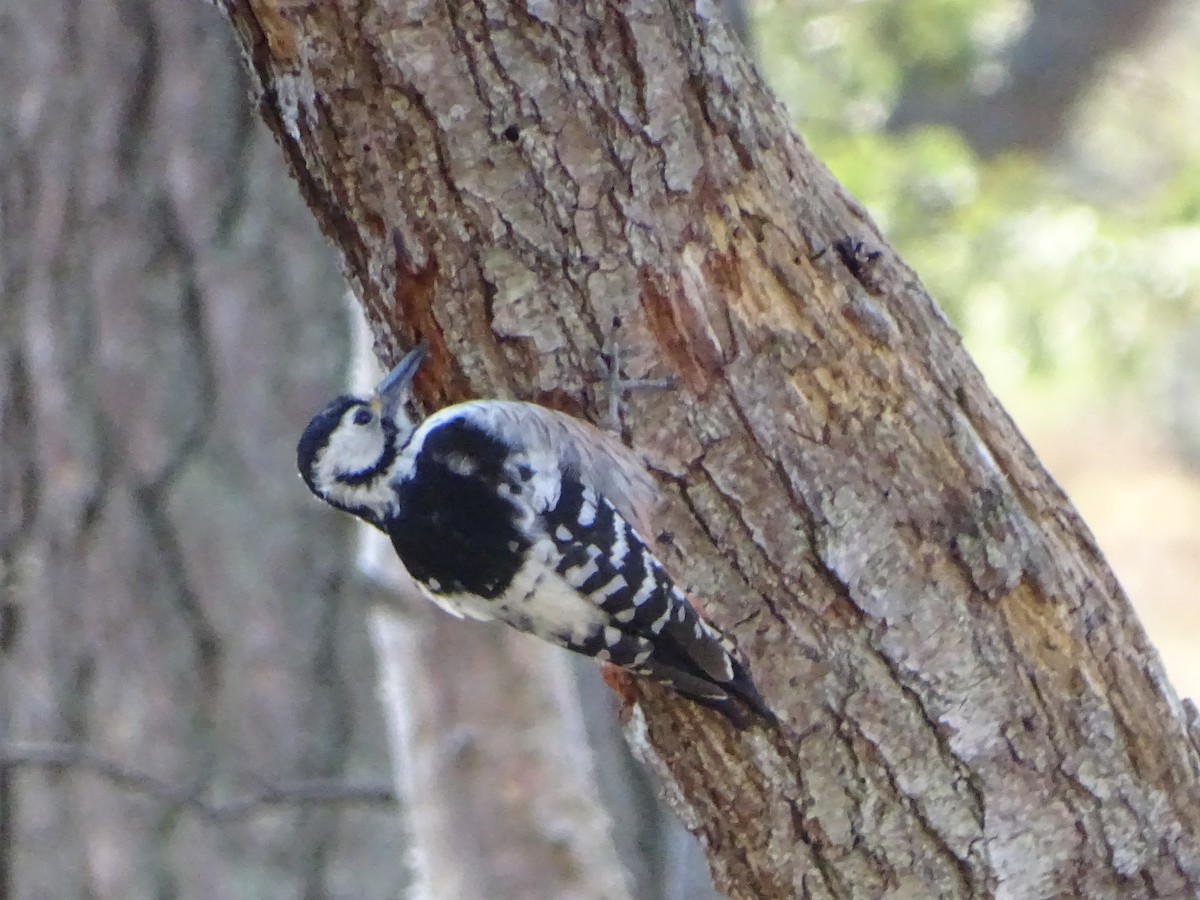 White-backed Woodpecker - Anssi Kullberg