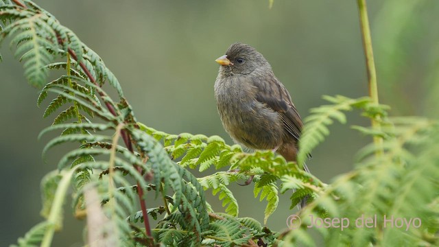 Paramo Seedeater - ML526144561