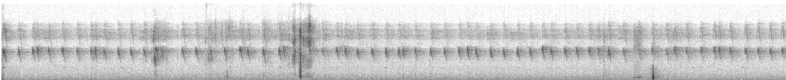 Колібрі-шаблекрил юкатанський (підвид curvipennis) - ML526144841
