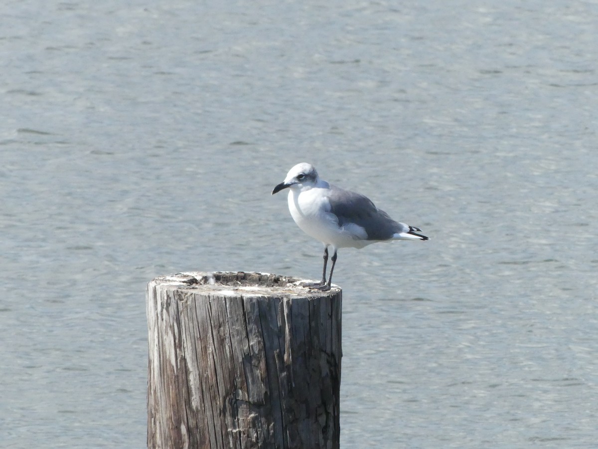 Laughing Gull - Guy RUFRAY