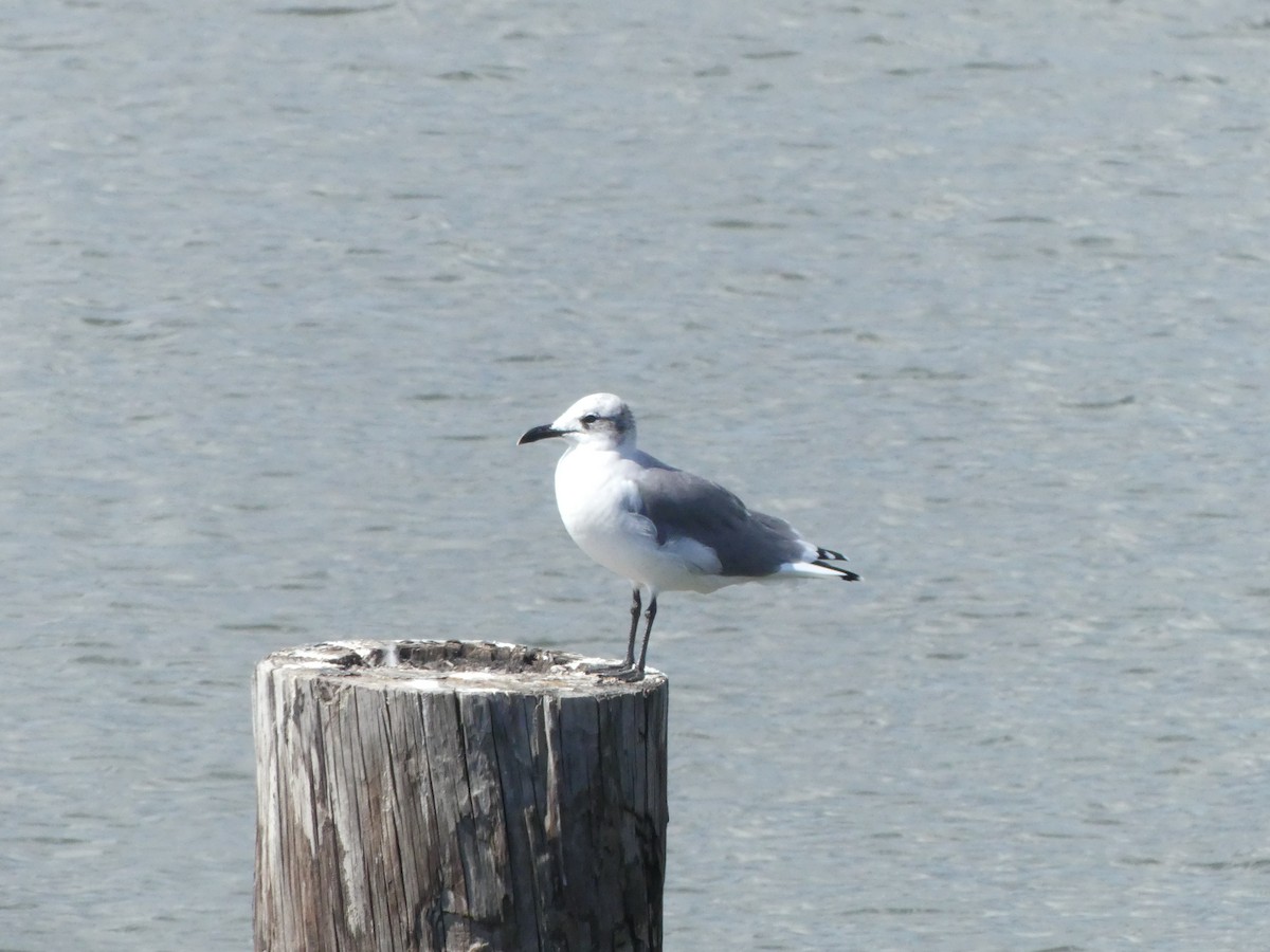 Laughing Gull - ML526145151