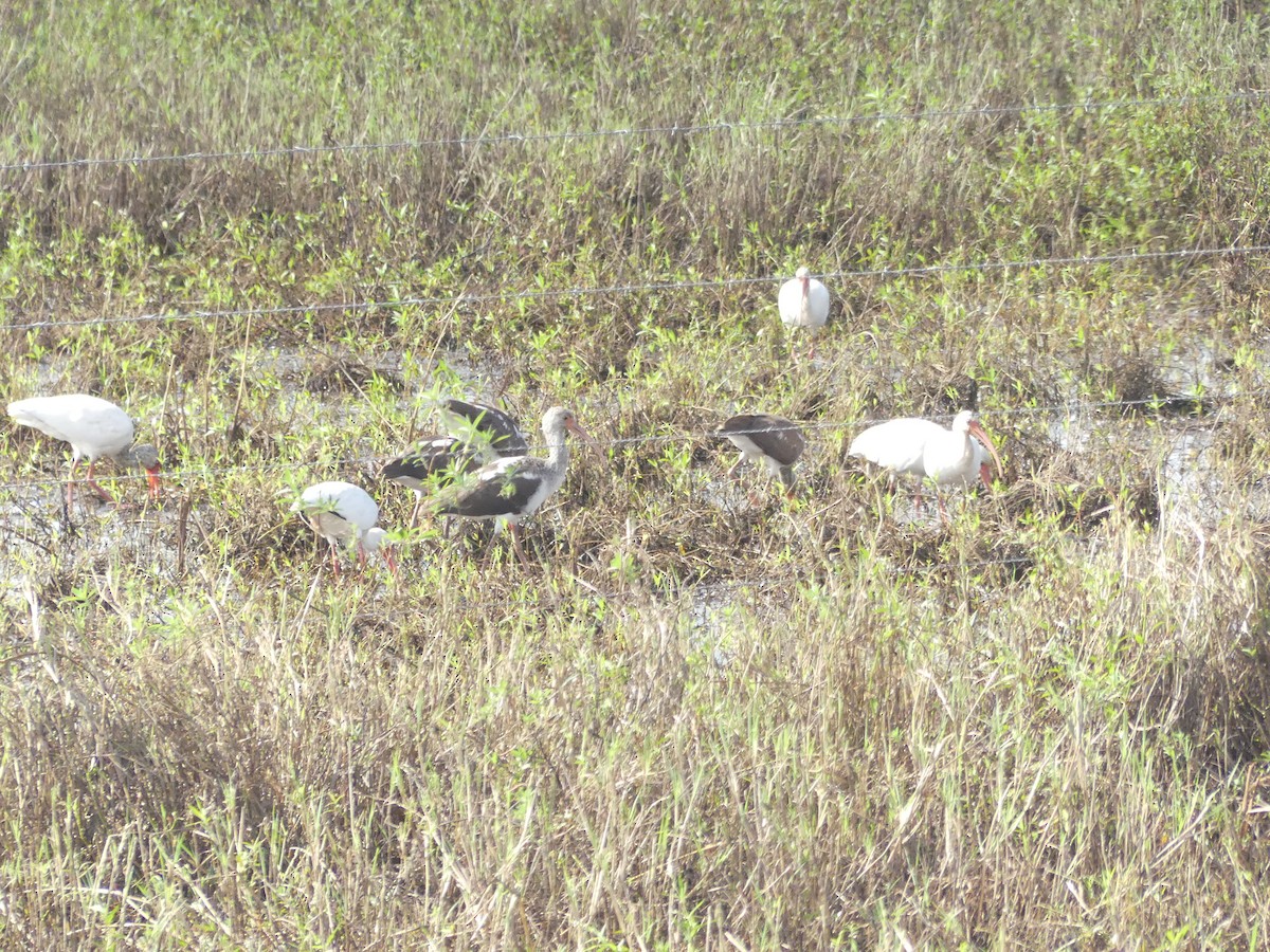 White Ibis - ML526145271