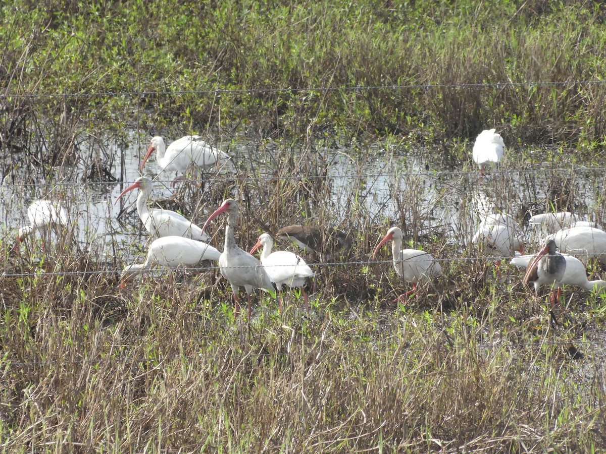 White Ibis - ML526145281