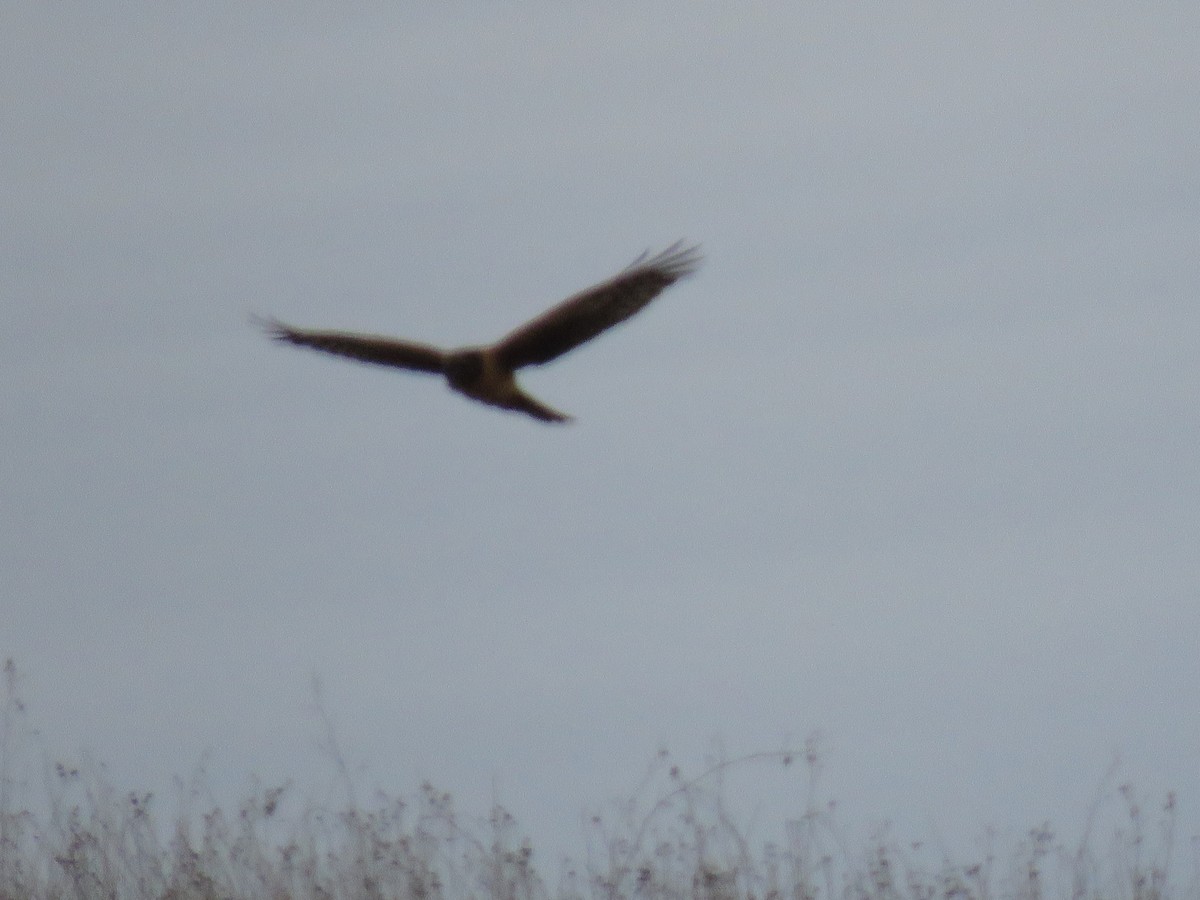 Northern Harrier - ML526146521