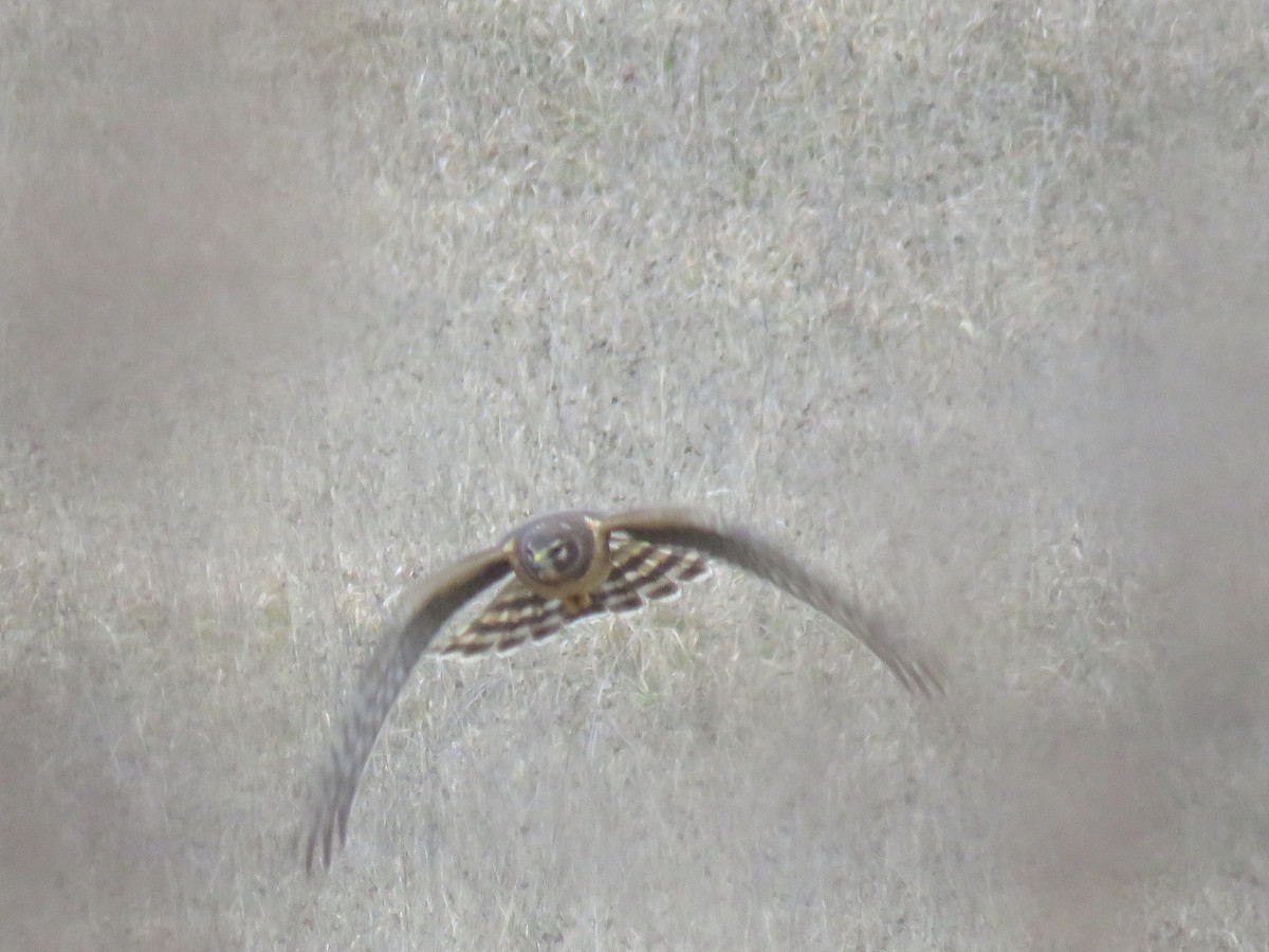 Northern Harrier - ML526146531