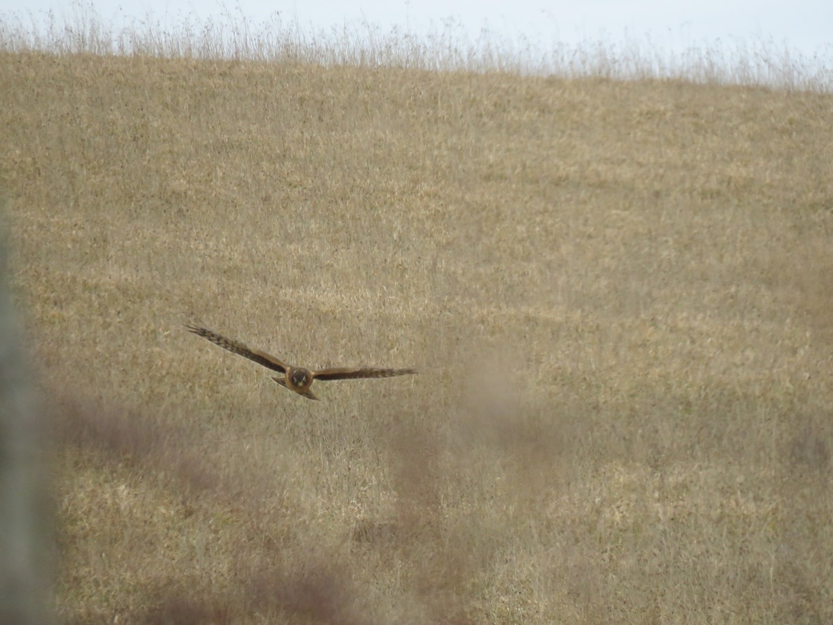 Northern Harrier - ML526146551