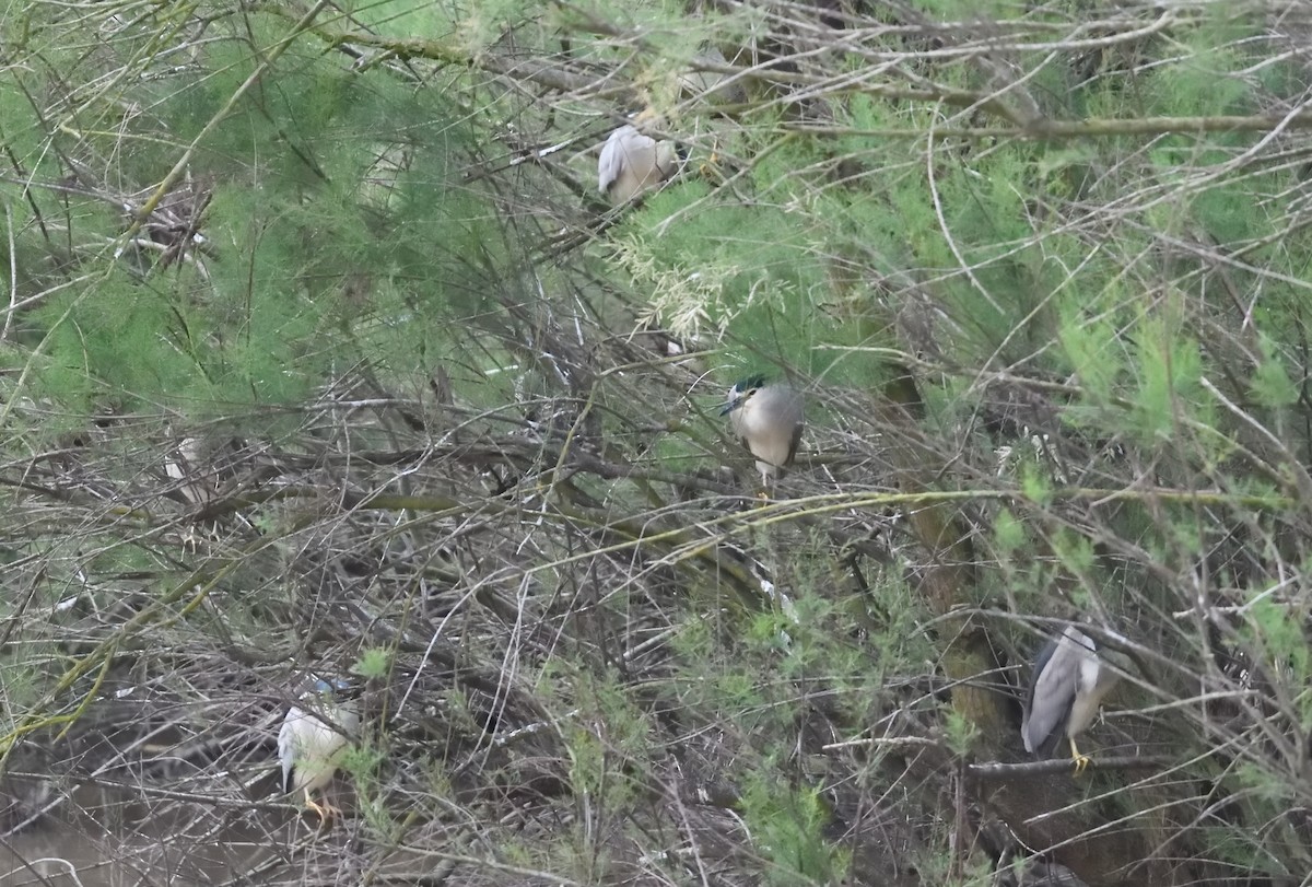 Black-crowned Night Heron - ML526148081