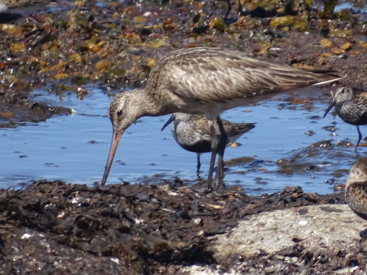 Bar-tailed Godwit - ML526148431