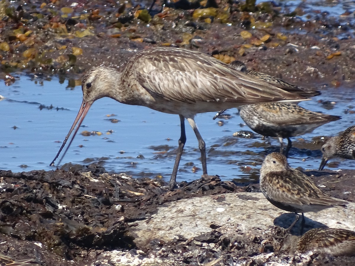 Bar-tailed Godwit - ML526148451