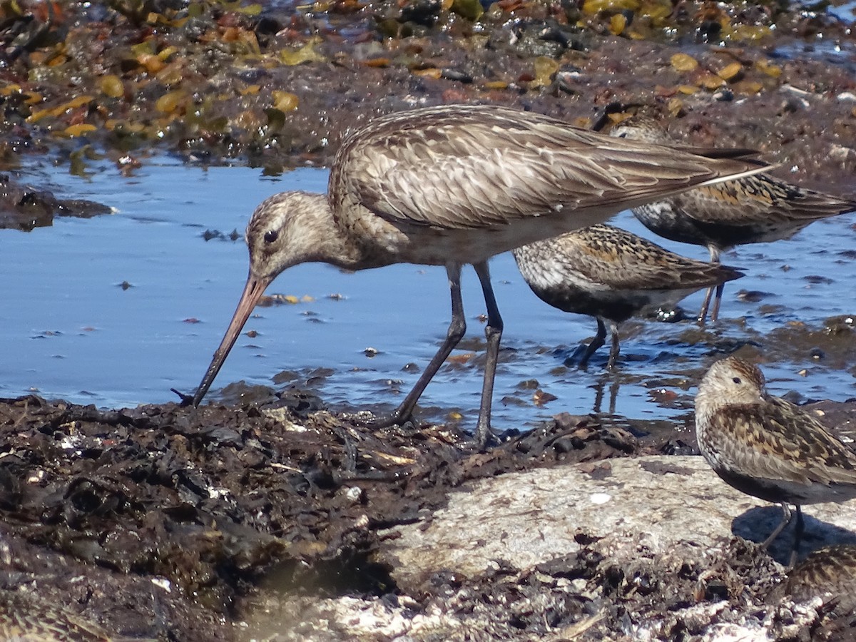 Bar-tailed Godwit - ML526148461