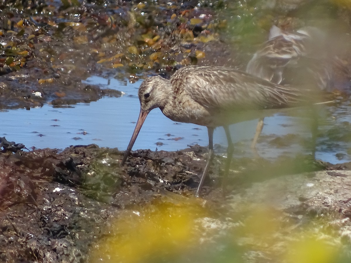 Bar-tailed Godwit - ML526149091