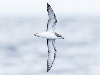  - Cook's Petrel