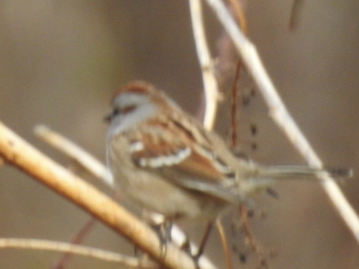 American Tree Sparrow - ML526150031