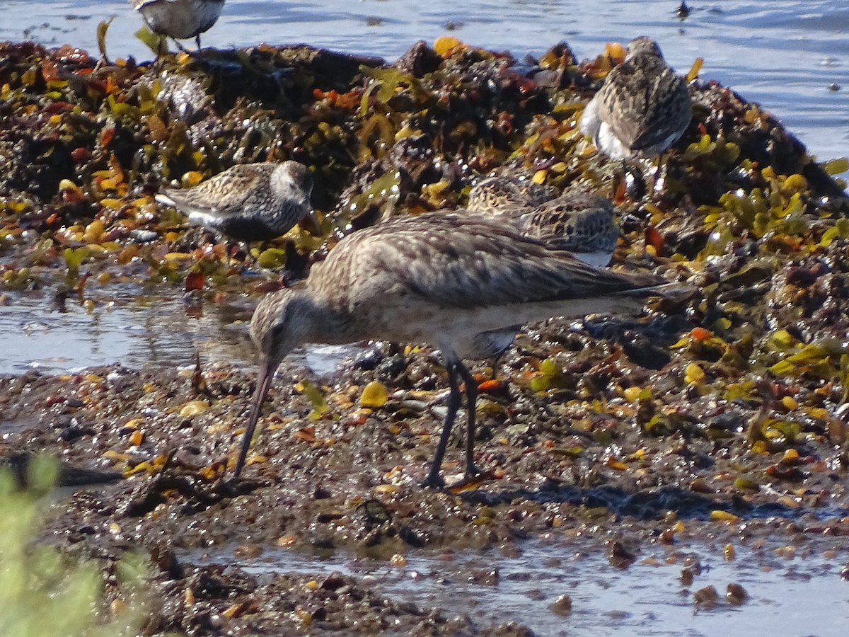 Bar-tailed Godwit - ML526151401