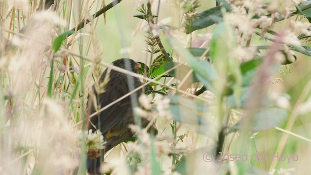 Paramo Seedeater - ML526151451