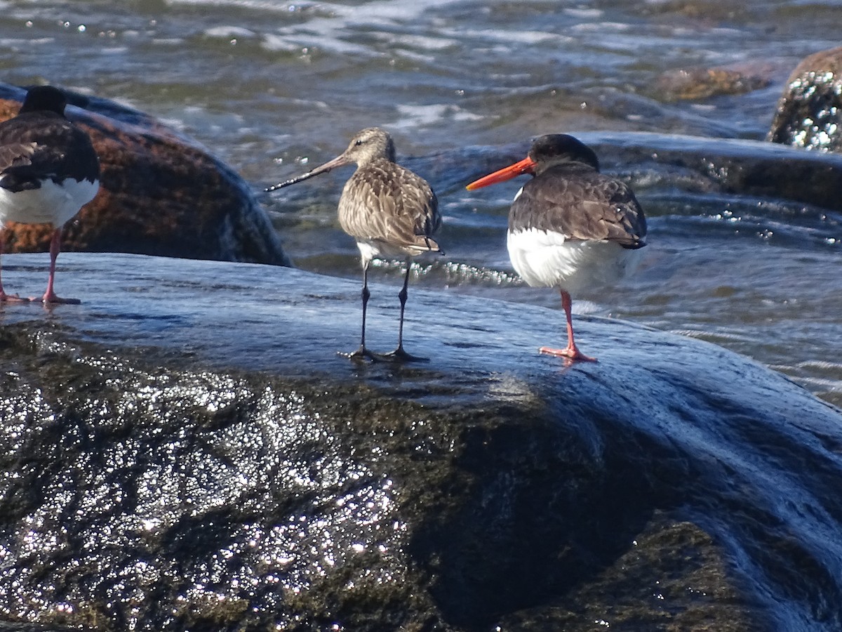 Eurasian Oystercatcher - ML526151551