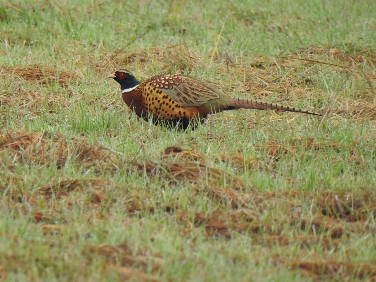 Ring-necked Pheasant - Cos van Wermeskerken