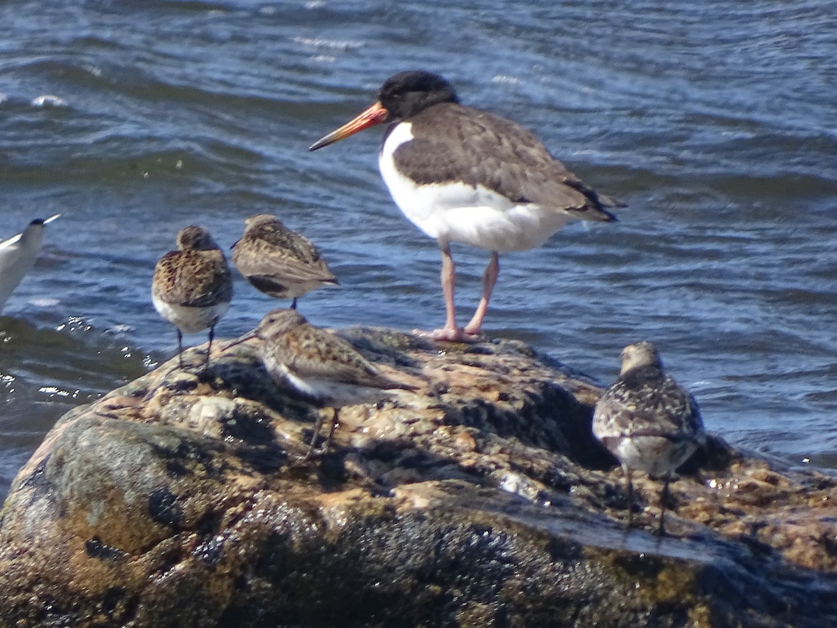 Eurasian Oystercatcher - ML526151911