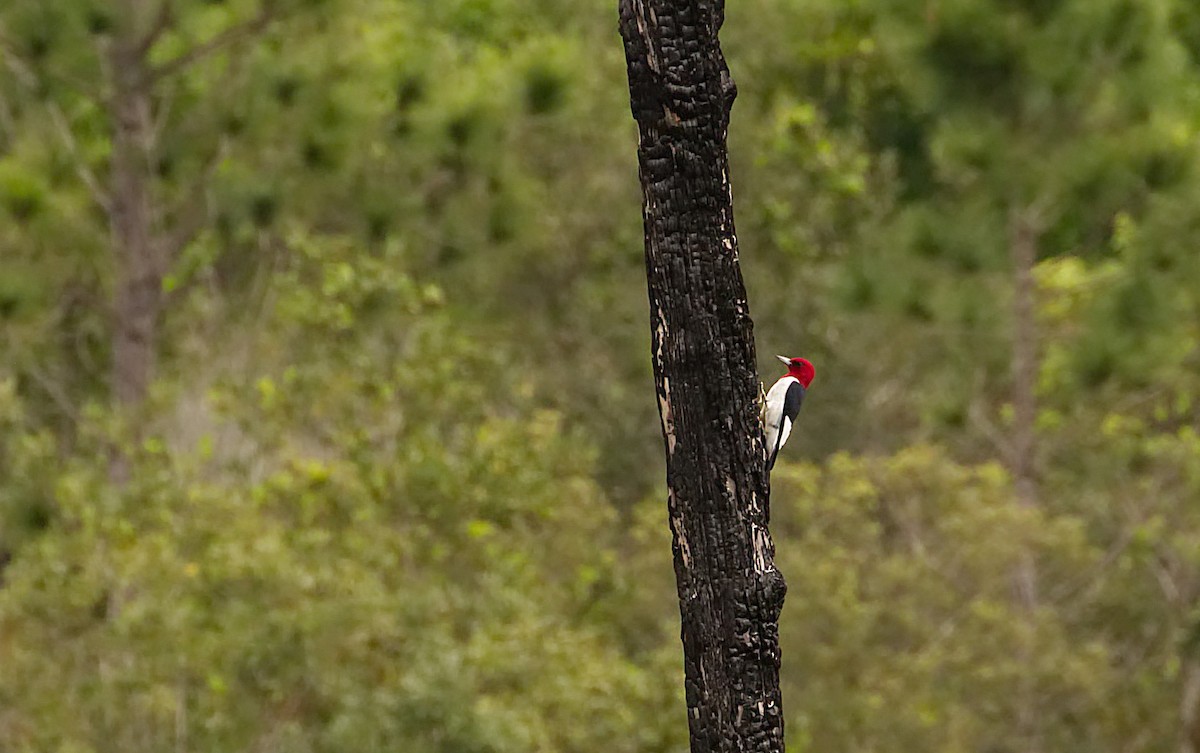 Red-headed Woodpecker - S & J Rodominick
