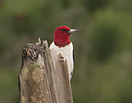 Red-headed Woodpecker - S & J Rodominick