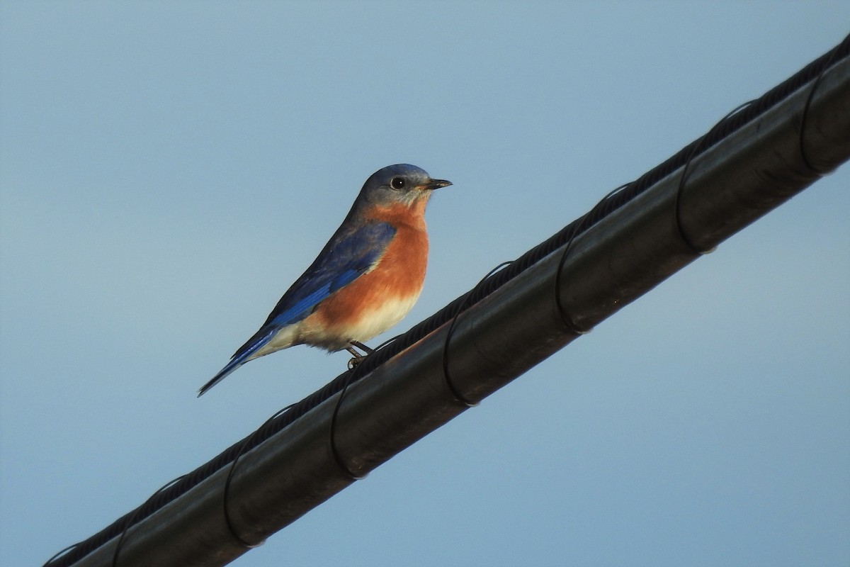 Eastern Bluebird - ML526153111