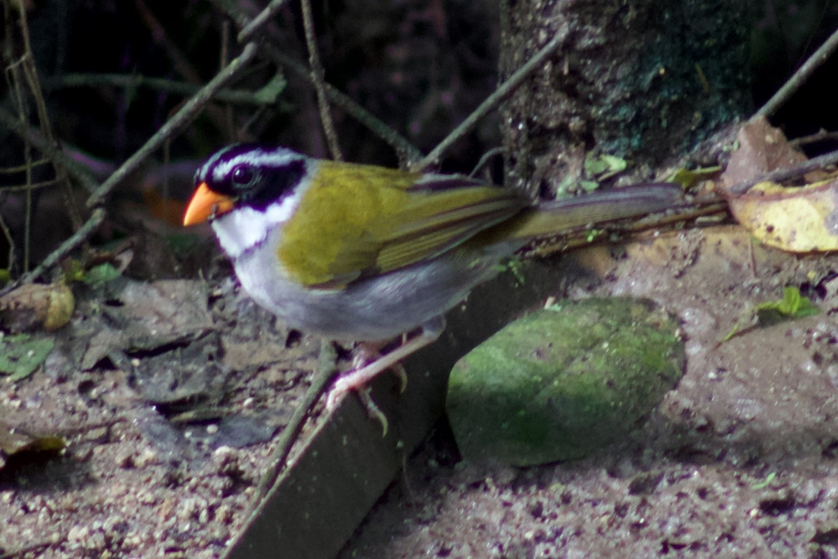 Orange-billed Sparrow - Jorge Vallejo
